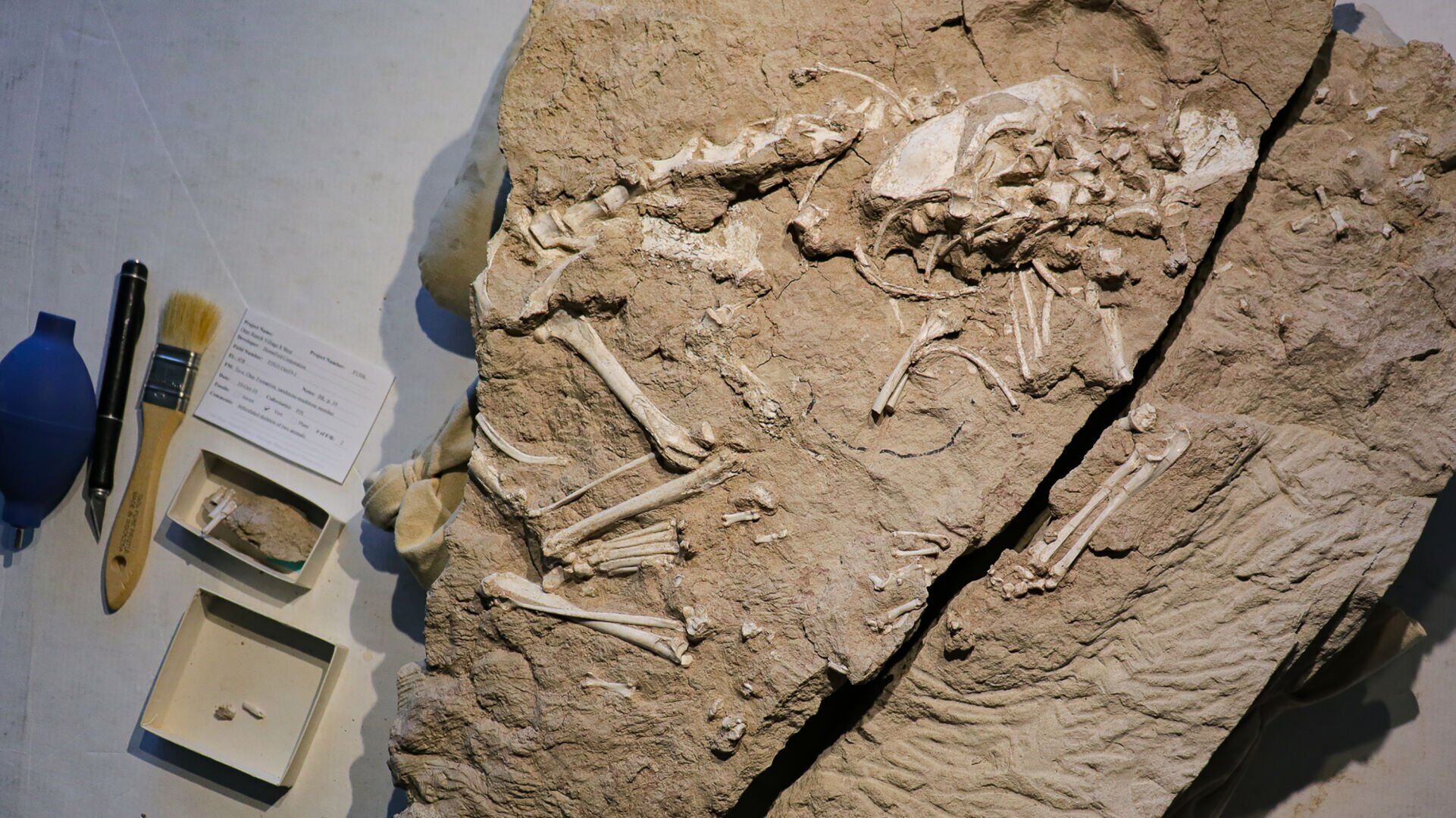 LIFE-SCI-ANCIENT-DOGSPECIES-3-MCT